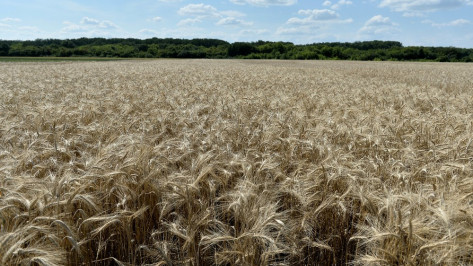 Аннинский район вышел в лидеры по урожайности зерновых в Воронежской области