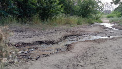 Воронежские экологи взяли на контроль прорыв на бесхозных сетях в Северном лесу