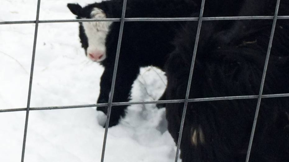 В воронежском зоопитомнике «Червленый Яр» у тибетских яков родился детеныш
