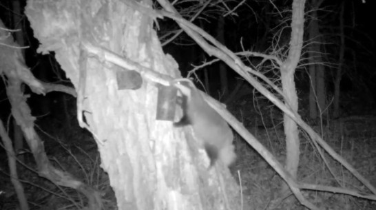 В Хоперском заповеднике Воронежской области еноты-полоскуны научили барсуков лазать по деревьям