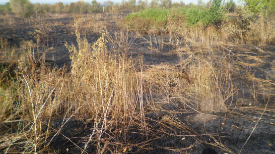  В Каменском районе сгорели более 3 га травы
