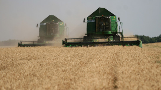 В Верхнемамонском районе планируют собрать 110 тыс т ранних зерновых