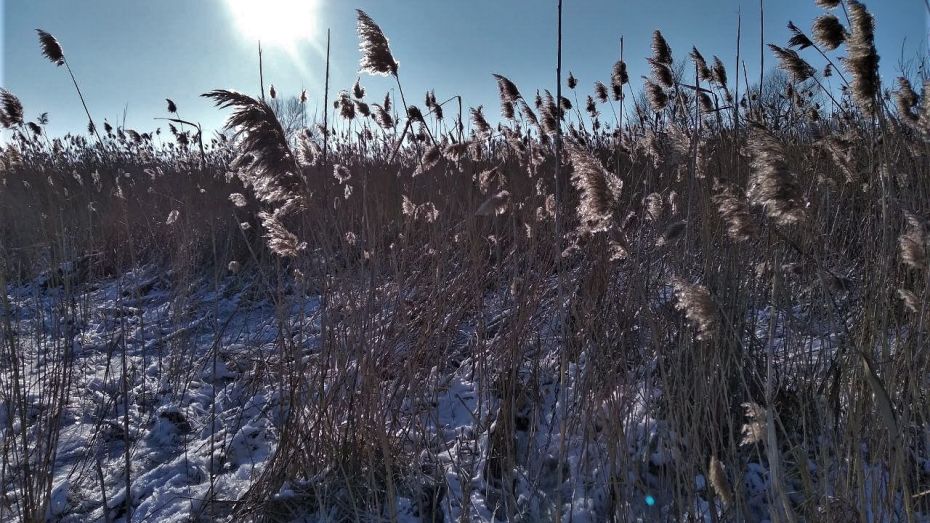 В Воронежскую область придут 13-градусные морозы