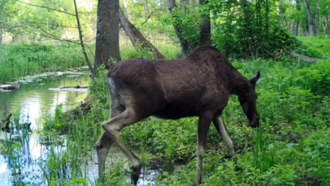 Голодная лосиха попала в фотоловушку Воронежского заповедника