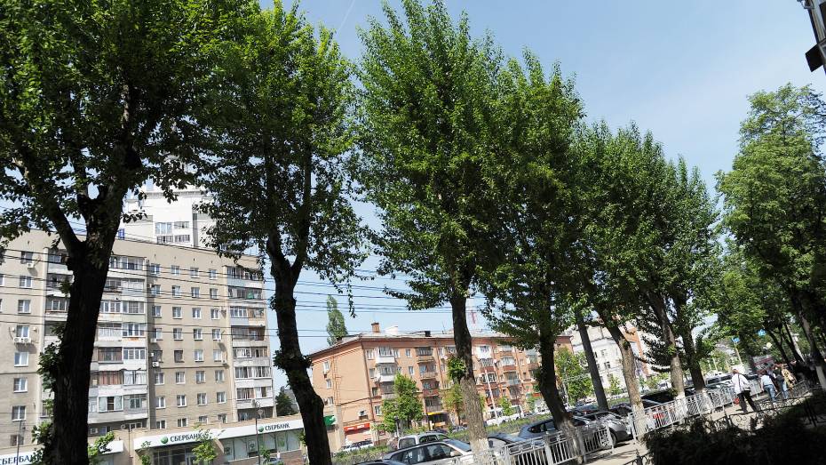 Общественники попросили мэра Воронежа защитить деревья во время благоустройства