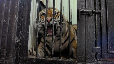 В Воронежском зоопарке амурского тигра назвали Цезарем