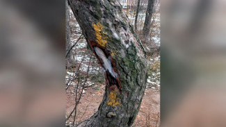 Экологи объяснили пометки на деревьях в воронежском Северном лесу