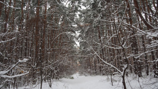 Стало известно, может ли Северный лес в Воронеже лишиться статуса особо охраняемой территории