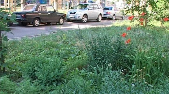 В Нововоронеже между соседями разгорелся конфликт из-за полива придомовых клумб