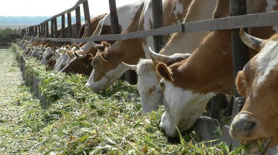 Воронежская область поднялась в рейтинге сельскохозяйственного производства
