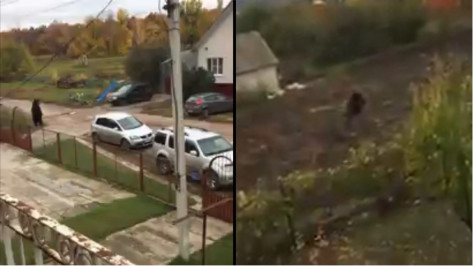Внук убитого медведем пенсионера разместил видео обезвреживания хищника под Воронежем