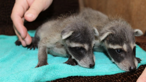 Енотов-полоскунов в Воронежском зоопарке назвали Сеней и Соней 