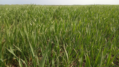 Сильные ветра нанесли ущерб посевам сахарной свеклы воронежского агрохолдинга «Продимекс»