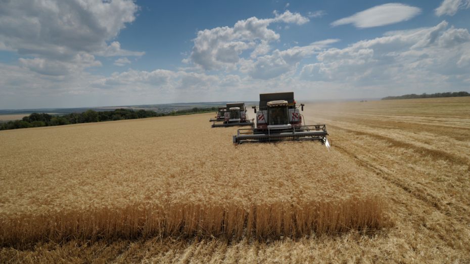 Воронежские аграрии 4-й раз в истории преодолели планку в 5 млн т собранного зерна