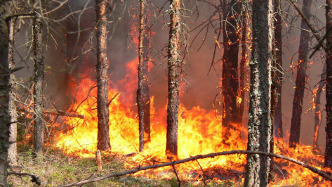 В Воронежской области критическая жара: риск пожаров возрос до максимума