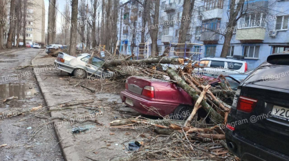 В Воронеже упавшие из-за сильного ветра деревья и карниз разбили стекла и несколько автомобилей