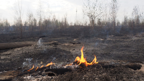 Пожар случился в яблоневом саду в Воронеже