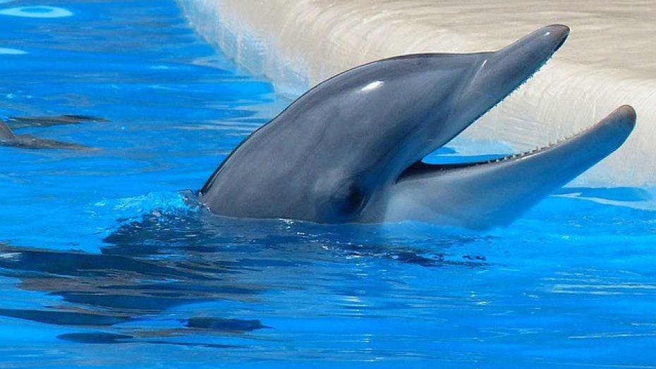 Сотни воронежцев подписали петицию с требованием остановить телешоу «Вместе с дельфинами»