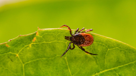 От укусов клещей пострадали 515 жителей Воронежской области
