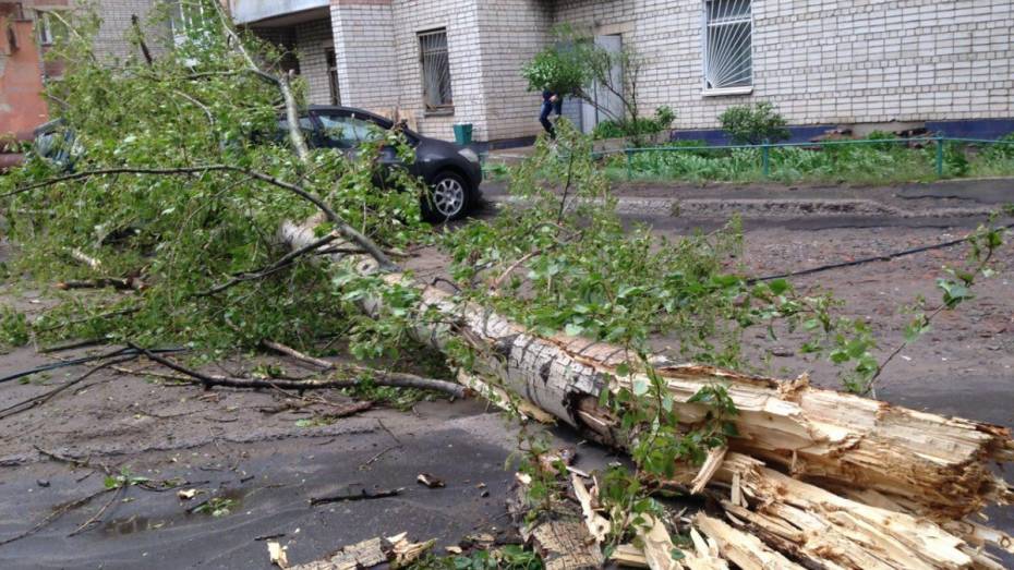 Ветер повалил в Воронеже 10 деревьев за день