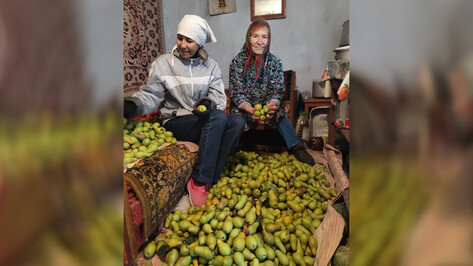 Супруги из Терновки собрали с одного дерева 60 кг груш