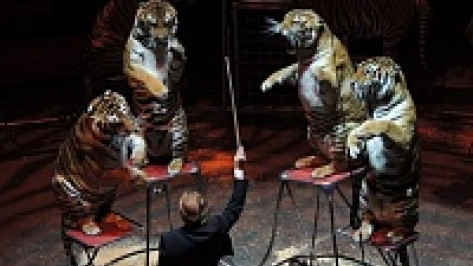 В Воронеж приедет уникальный тигриный «оркестр»