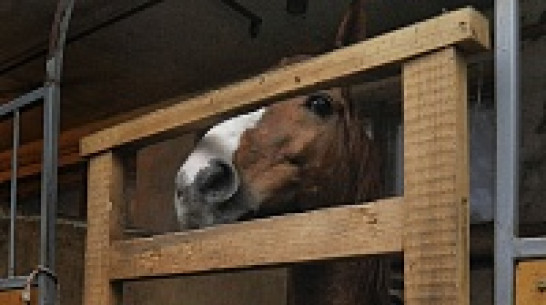 Цирковому коню, которого забраковали из-за хромоты, нашли хозяев в Воронеже