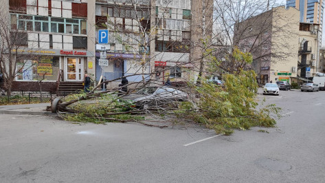 Сильный ветер сломал более 40 деревьев в Воронеже