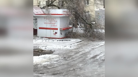 В Воронеже на киоск по ремонту обуви рухнуло дерево