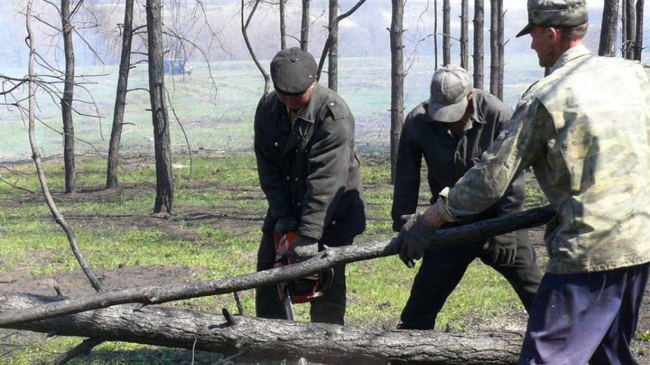 В Верхнемамонском районе нарушители правил пожарной безопасности в лесах заплатят штраф 