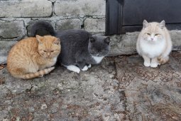 В январе и феврале в Воронежской области бешенство регистрировали только у кошек