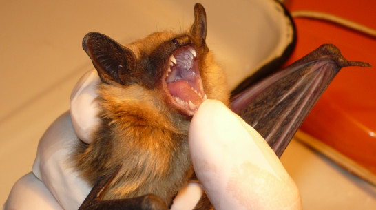 Воронежцы выпустят из холодильника 15 летучих мышей