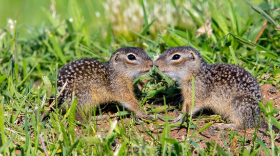День суслика отпразднуют в Воробьевском районе