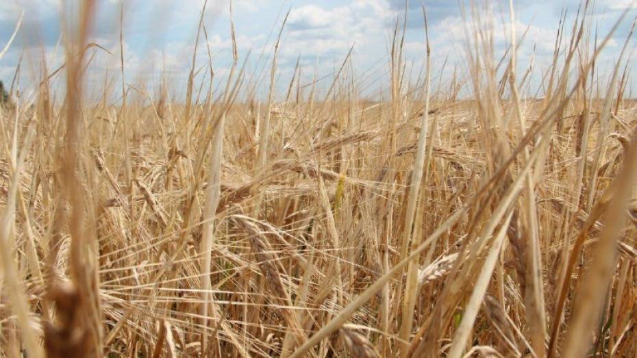 В Воронежской области аграрии собрали 4 млн т зерна