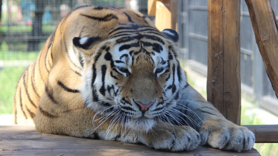 В Воронежском зоопарке модернизировали среду обитания амурских тигров