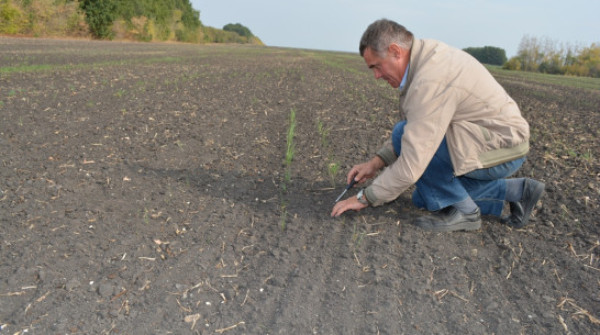 Нижнедевицкие аграрии начали формирование фонда семян для пересева озимых