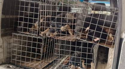 В Воронеже поймали и отправили в приют 7 агрессивных собак с Краснодонской улицы