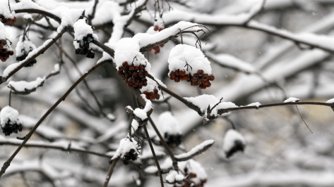 Метеорологи предупредили о снегопаде в Воронежской области в ночь на 25 февраля
