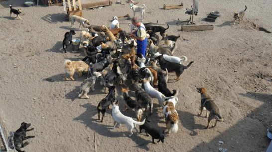 Директор воронежского приюта «Дора» выпустит на улицу 150 собак 