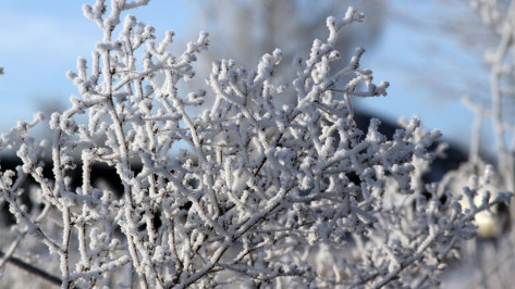 В Воронежской области спрогнозировали 7-градусный мороз