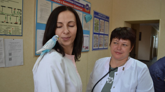 Говорящий волнистый попугай стал помогать павловским ветеринарам вести прием