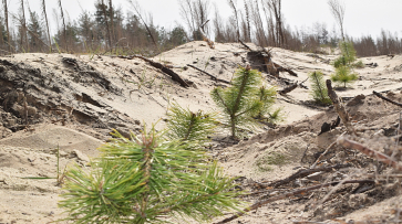 Жителей Борисоглебска пригласили поучаствовать в восстановлении леса
