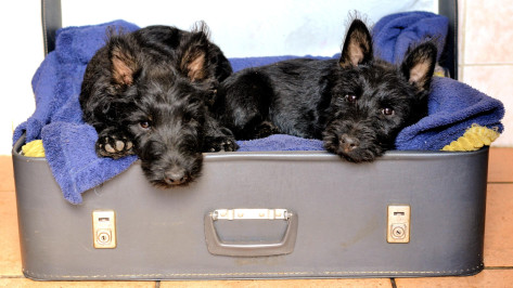 Воронежская область вошла в топ регионов по числу бронирования квартир, где разрешено проживание с питомцами