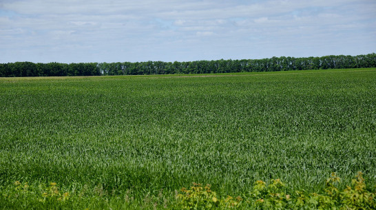 Воронежские аграрии засеяли 103% от плана озимых
