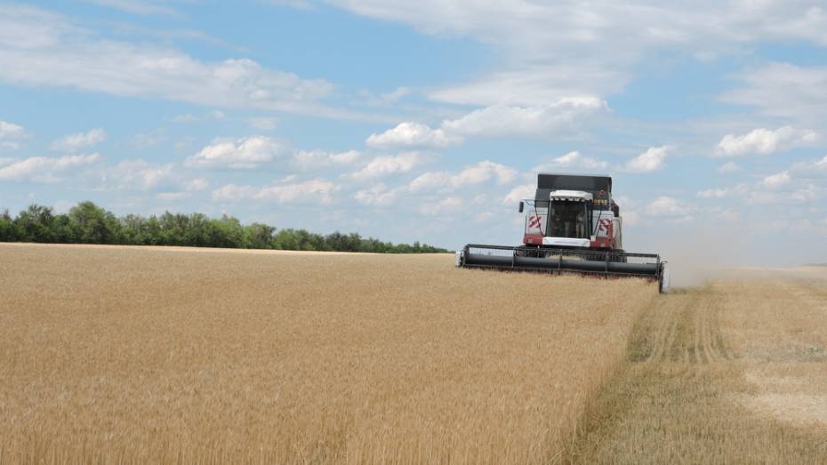 В Кантемировском районе начали уборку озимой пшеницы