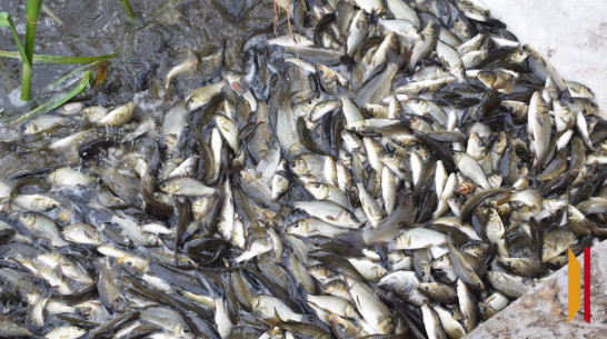 В Воронежской области в реку Дон выпустили более 153 тыс мальков сазана