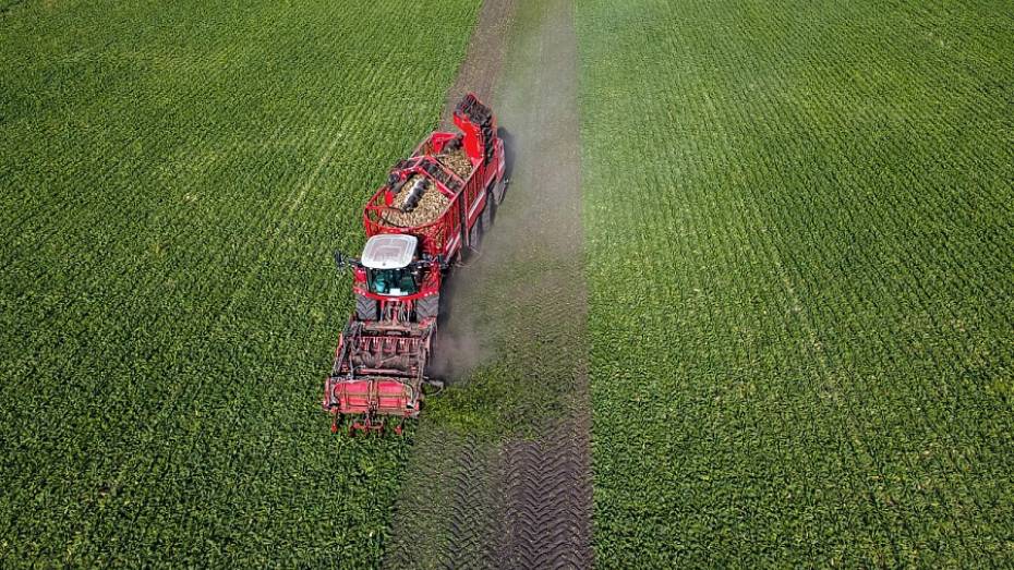 Воронежские заводы «Продимекса» переработали более 1 млн тонн сахарной свеклы