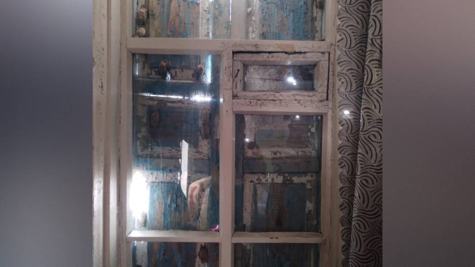 В Воронежской области семейство летучих мышей поселилось между ставнями и окном в жилом доме