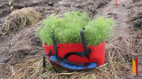Жителей Хохольского района позвали на высадку саженцев сосны