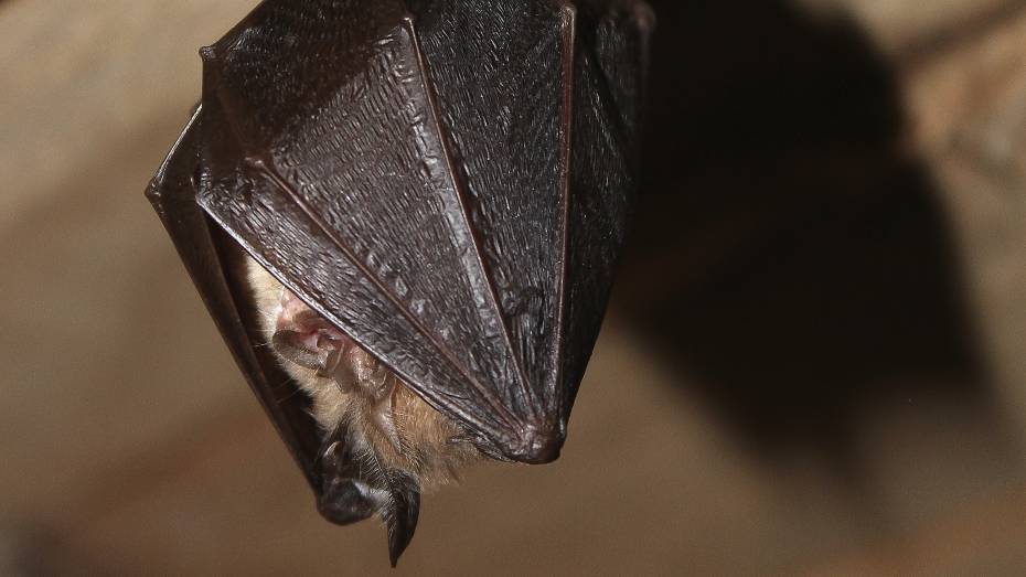 Жители воронежского Шилово обнаружили в подъезде летучую мышь